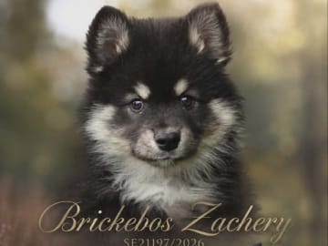 Finsk lapphund · Kolsva · Brickebos