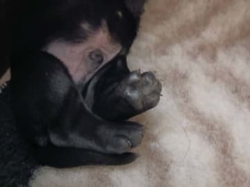 Labrador retriever · Tarm · Charmaine's