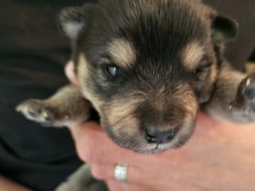Finsk lapphund · Åby · Finsk lapphund - Angel´s Share