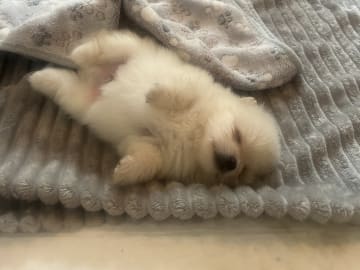 Pomeranian · Västerås · Therese L.