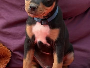 American hairless terrier · Arneberg · Evy Johanne Indahl Fredhjem