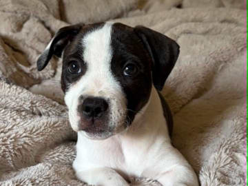 Staffordshire bullterrier · Ljungby · Smålandsstaffar
