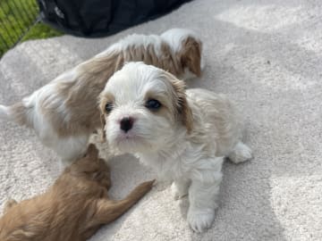 Cavalier king Charles spaniel/maltes · Kristinehamn · Anneli G.