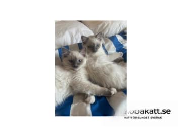 Ragdoll · Saltsjö-Boo · SE*Whitediamondfamily