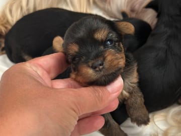 Yorkshireterrier · Valskog · Leximus