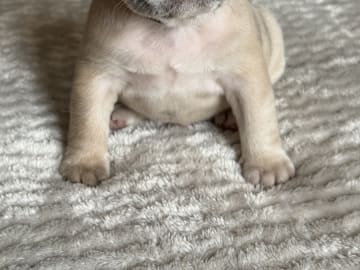 Fransk bulldogg · Malmö · Tracy D.