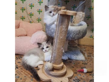 Ragdoll · Väse · SE*Wernigerodes
