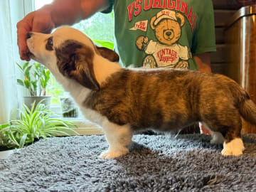 Welsh Corgi Cardigan · Støren · Hege Bjørklund Størseth
