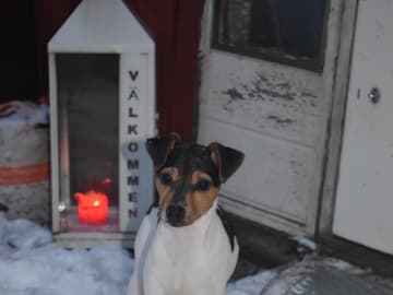 Terrier brasileiro · Värmdö · Zoli-Dares