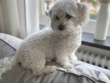 Maltipoo · Hässleholm · Daniela K.