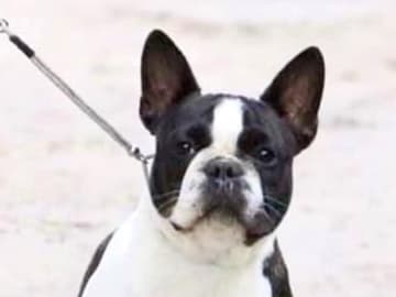 Fransk bulldogg · östervåla · Dexline's