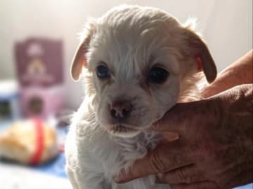 Chinese crested dog · Lesjöfors · av Da Mia Cuccia