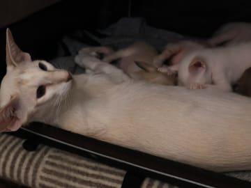 Oriental Adore Cattery