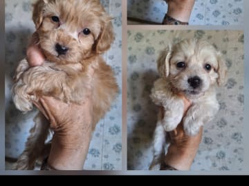 Maltipoo · Arboga · Kerata