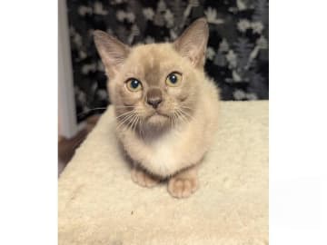 Burma (Sacred Birman) · Hjärup · S*Piapizzi's