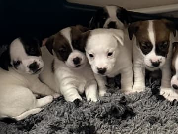 Limelight Kennels