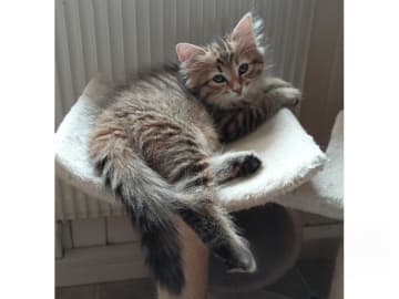 Sibirisk katt · Idkerberget · SE*Tayna Urala