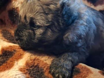 Puli · Trelleborg · Xaida'z kennel