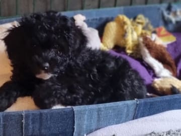 Maltipoo · Ystad · Jenny M.