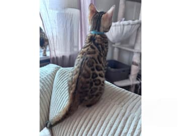 Bengal · Grästorp · SE*Pawspots