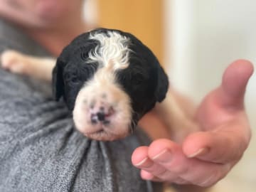 Perro de Agua Espanol · Bremnes · De Aqua Lanetto