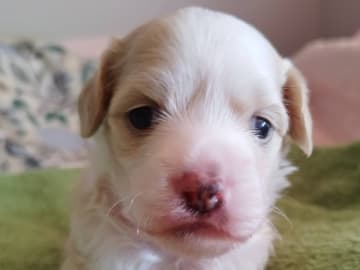 Chinese crested dog · Alnö · Xodix