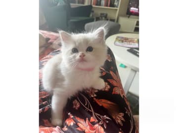 Ragdoll · Falun · S*Blå Ängelns