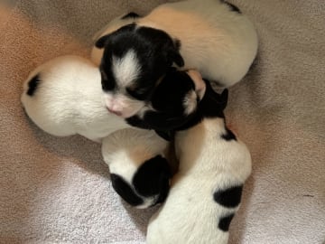 Jack Russell terrier · Knivsta · Limelight Kennels