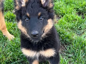 Bohemian Shepherd · Strömstad · Blackmarsh