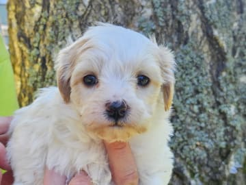 Maltipoo · Havdhem · Mias pälsklingar