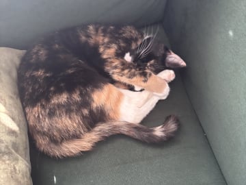 Huskatt · Borås · Nala A.