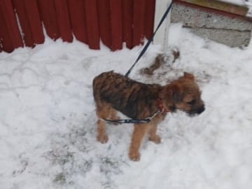 Border terrier · Tyringe · Stiftet