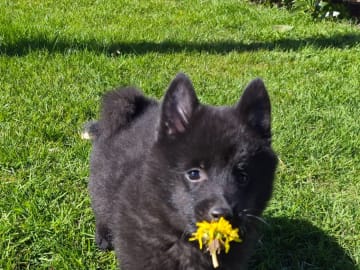 Schipperke · Saxtorp · Lövgrodans kennel