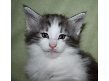 Norwegian Forest · Edsvalla · S*Pysida's