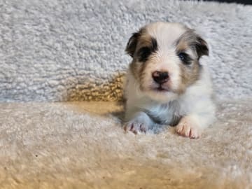 Shetland sheepdog · Staffanstorp · Therese Williamsdotter