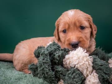 Golden retriever · Anderslöv · Rivenfield