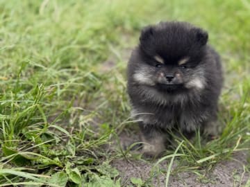 Pomeranian · Lem St · Marianne Elaine Nielsen