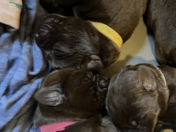 Labrador retriever · Mariestad · Värmdö kennel