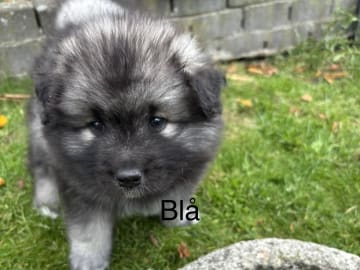 Keeshond