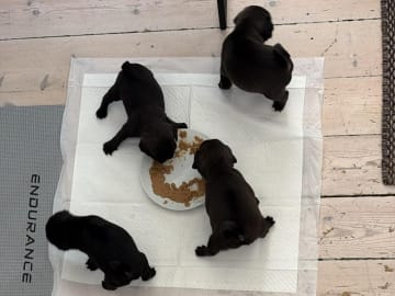 Mops · København Nv · Stefana Andreea Aftanase