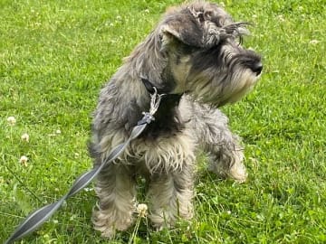Dvärgschnauzer · Uppsala · Anhemas
