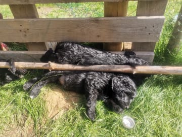 Bernerdoodle · Överkalix · Snabelsnutens Hus