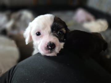 Chinese crested dog · Aneby · Sagolis
