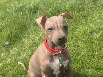 American hairless terrier · Mellerud · Ticket to win