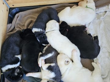 Siberian Husky/Alaska Husky · Kolbu · Bjerkehagen Husky