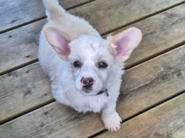 Chinese crested dog · Lesjöfors · av Da Mia Cuccia