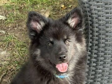Finsk lapphund · Karlstad · Vallarjäntans