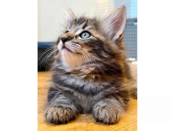 Norsk skogkatt · Trelleborg · S*Livsnjutarna's