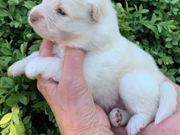 Finsk lapphund · Veberöd · Lejoncrona