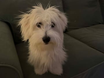 Coton de tulear · Malmö · Belma Eminovic